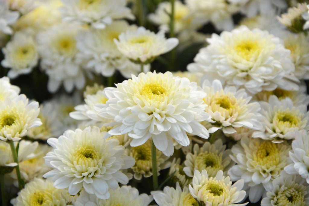 White Chrysanthemum Flowers